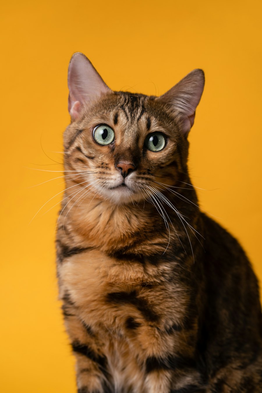 A tabby cat sitting in front of a mustard yellow wall