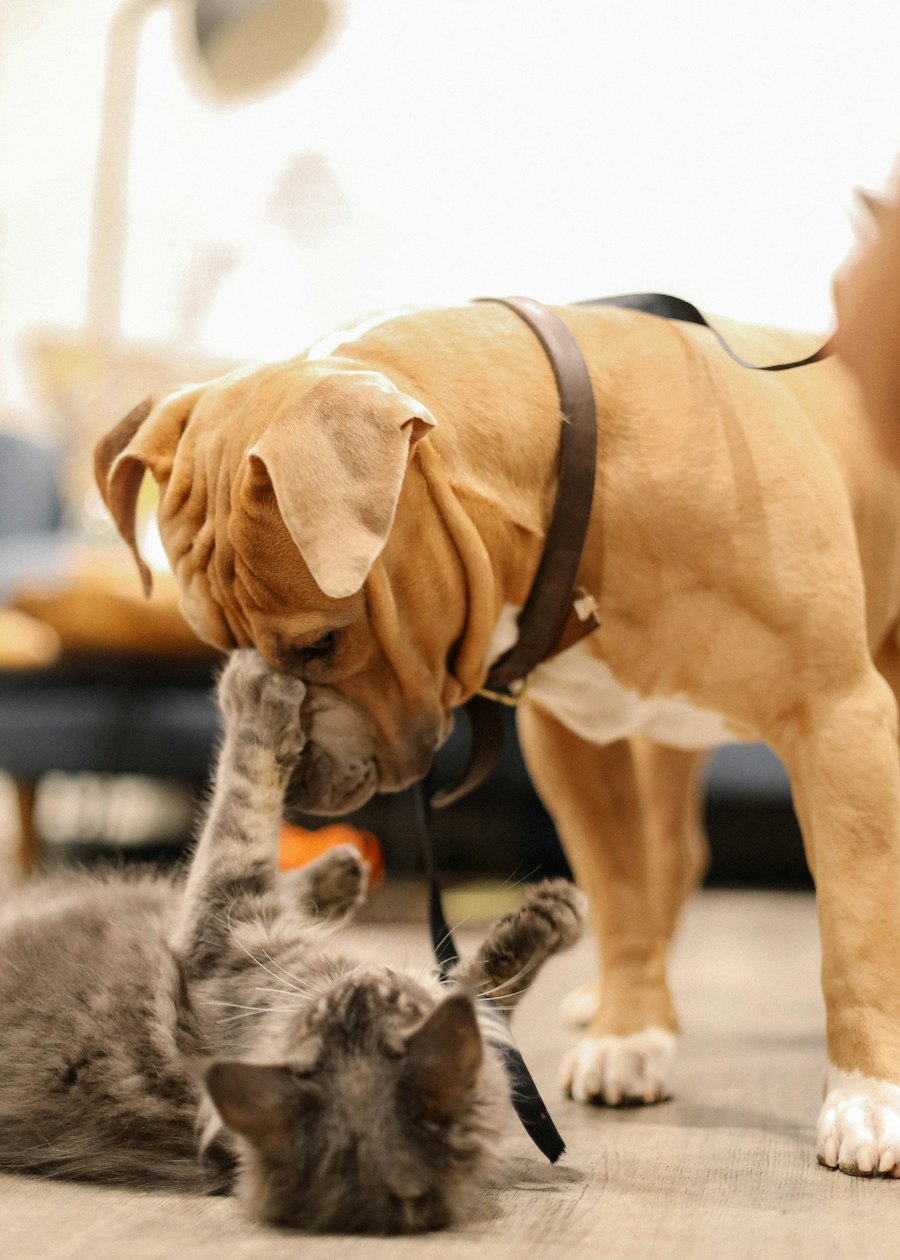 A grey cat playfully pawing at a tan dog