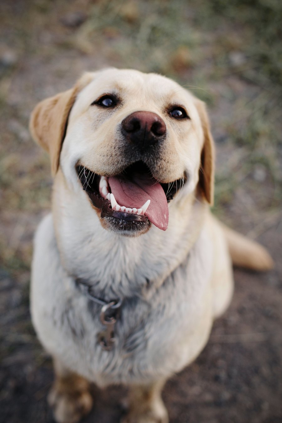 A happy yellow Labrador looking up at the camera